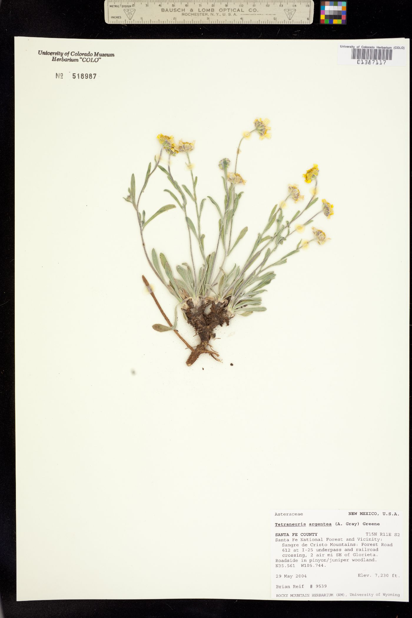 Tetraneuris argentea image