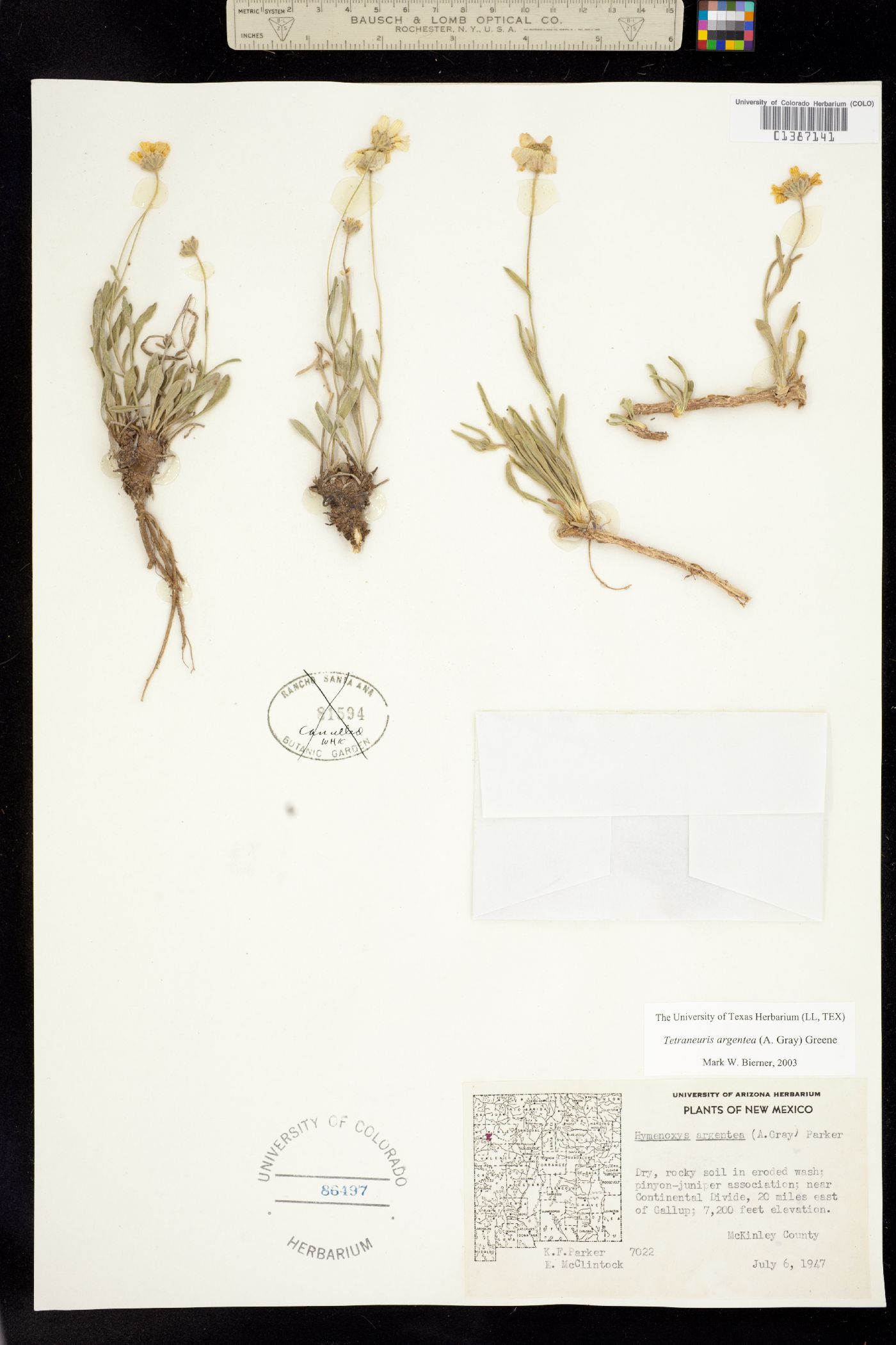 Tetraneuris argentea image