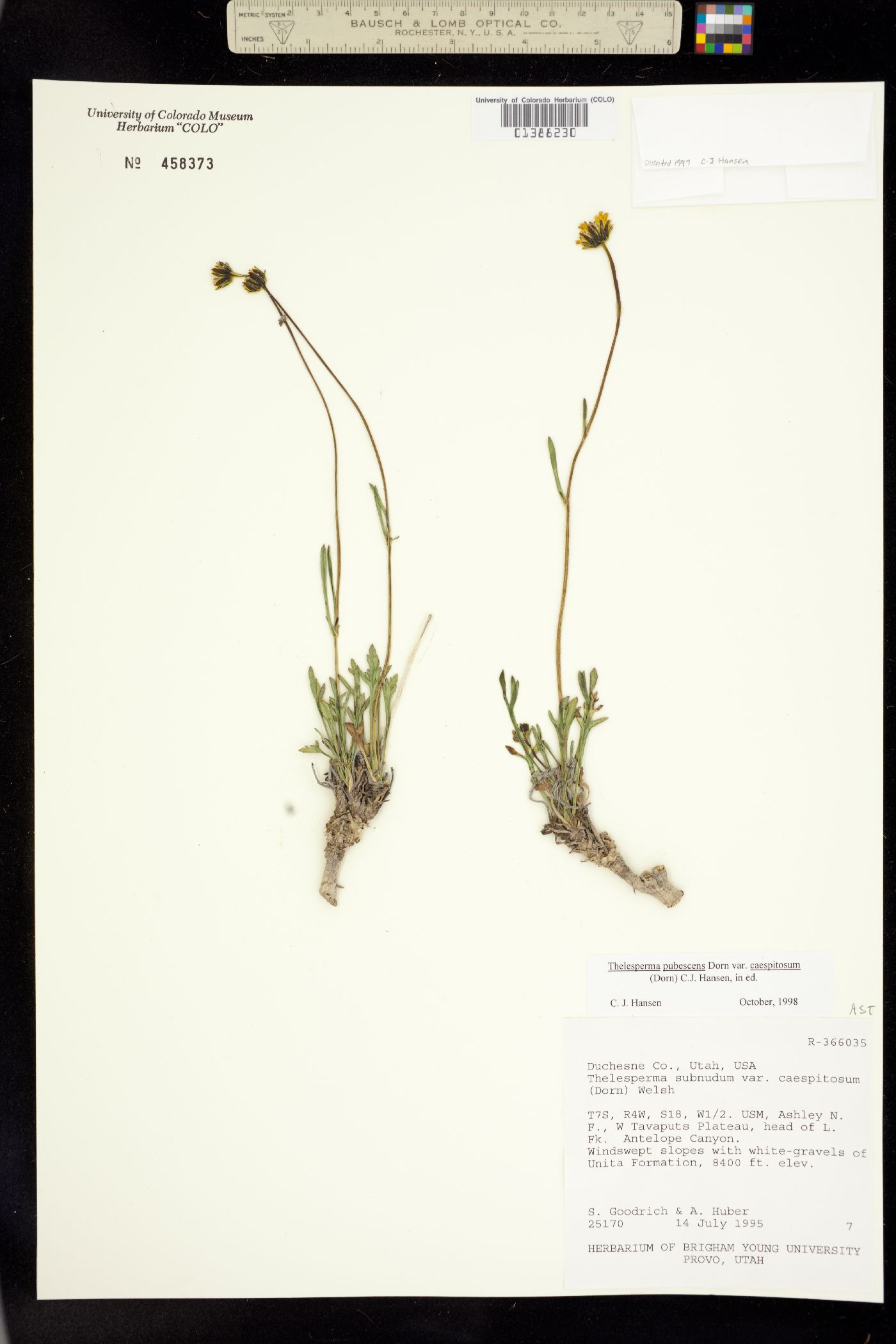 Thelesperma subnudum image