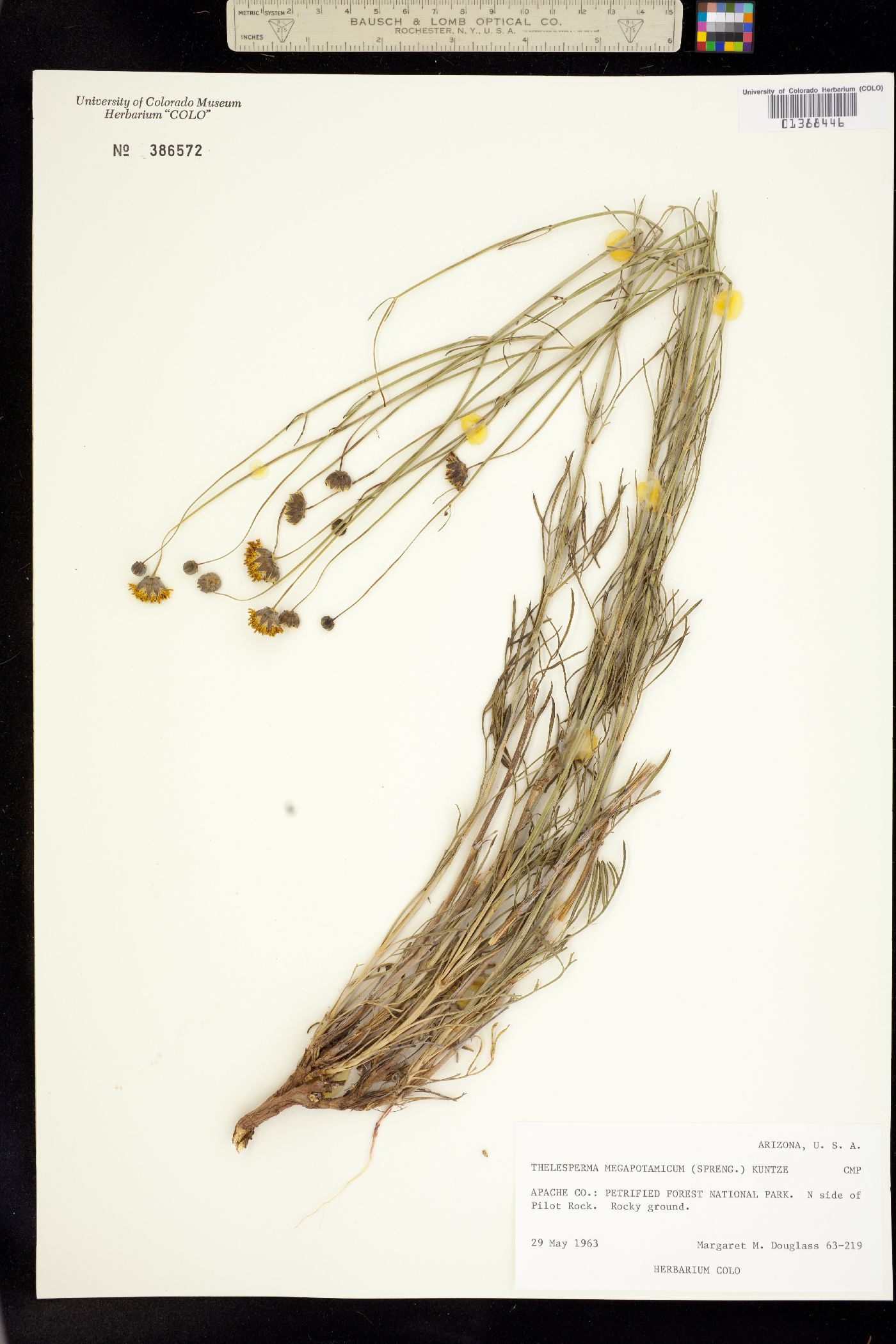 Thelesperma megapotamicum image