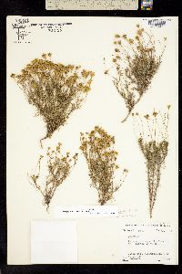 Thymophylla pentachaeta image