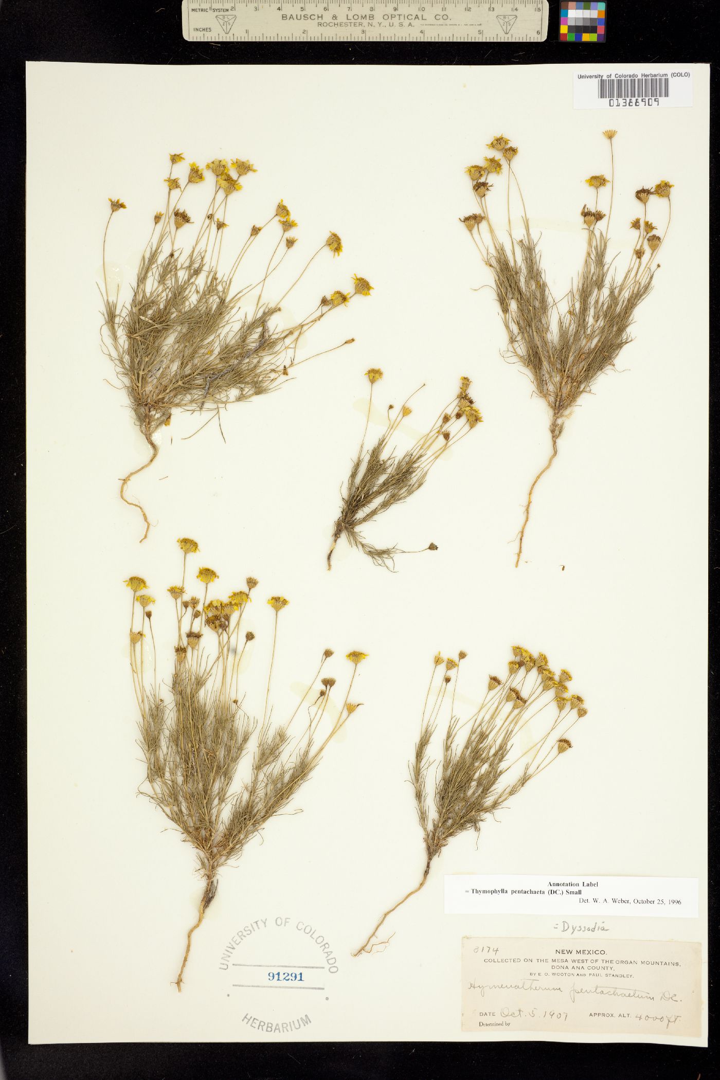 Thymophylla pentachaeta image