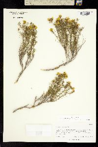 Thymophylla acerosa image