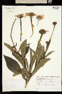 Tithonia pedunculata image