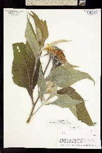 Tithonia fruticosa image