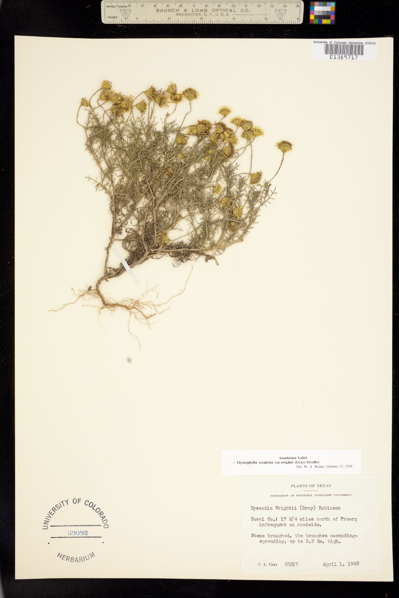 Thymophylla tenuiloba image