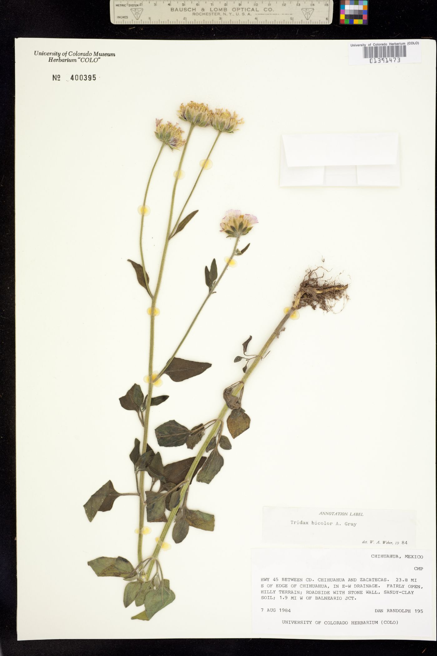 Tridax bicolor image