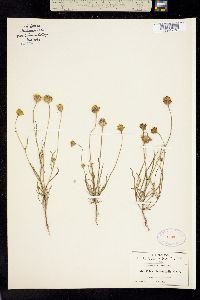 Tridax leptophylla image