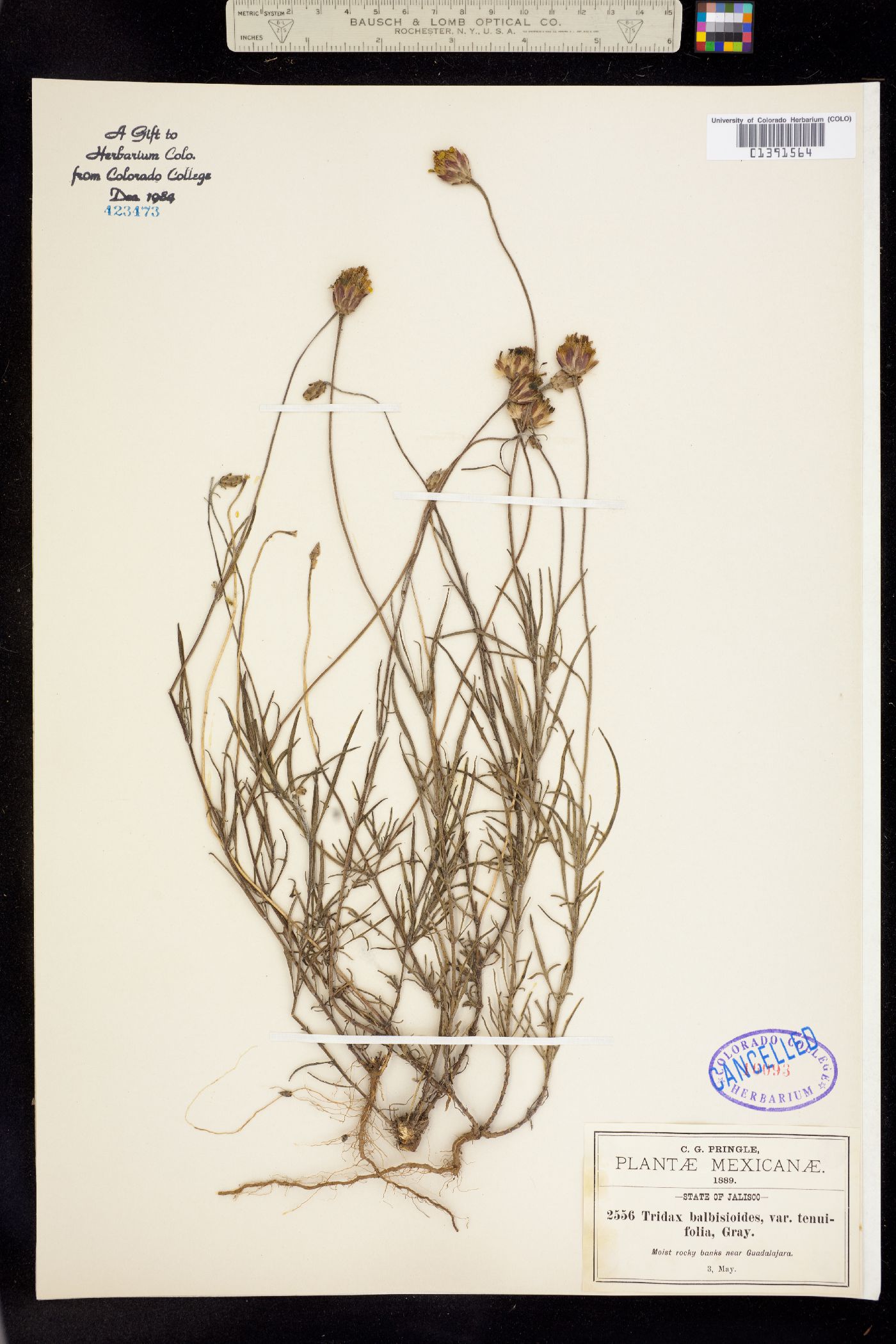 Tridax balbisioides image