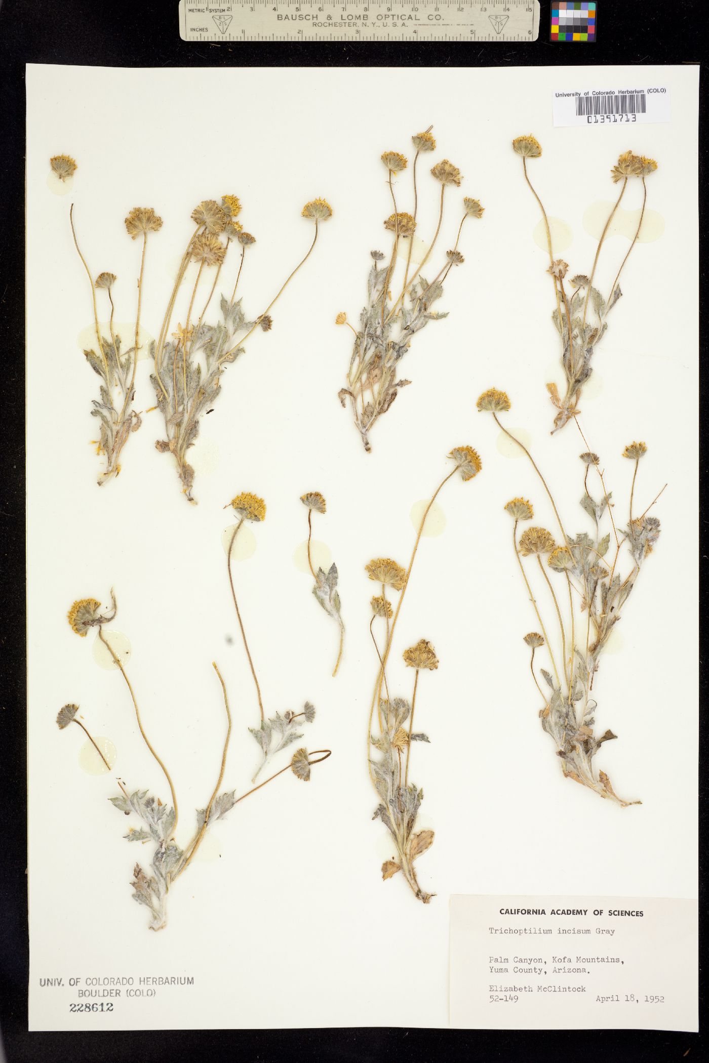 Trichoptilium image