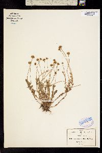Trichocoronis sessilifolia image