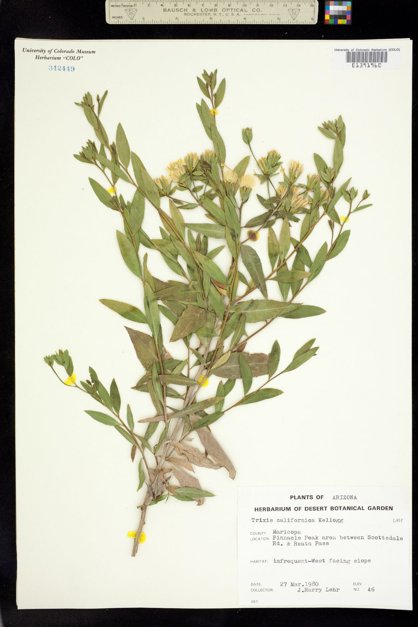 Trixis californica image