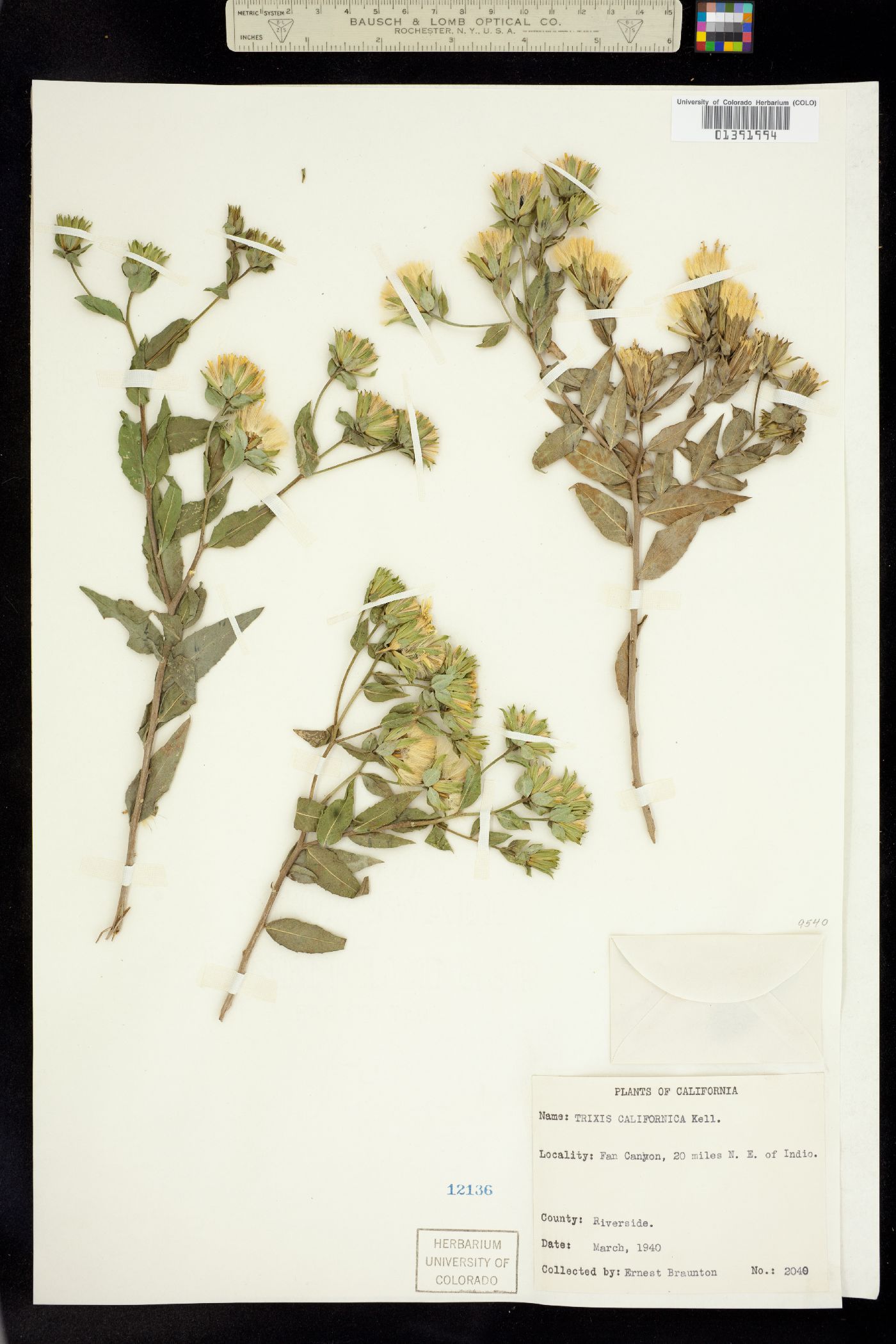 Trixis californica image