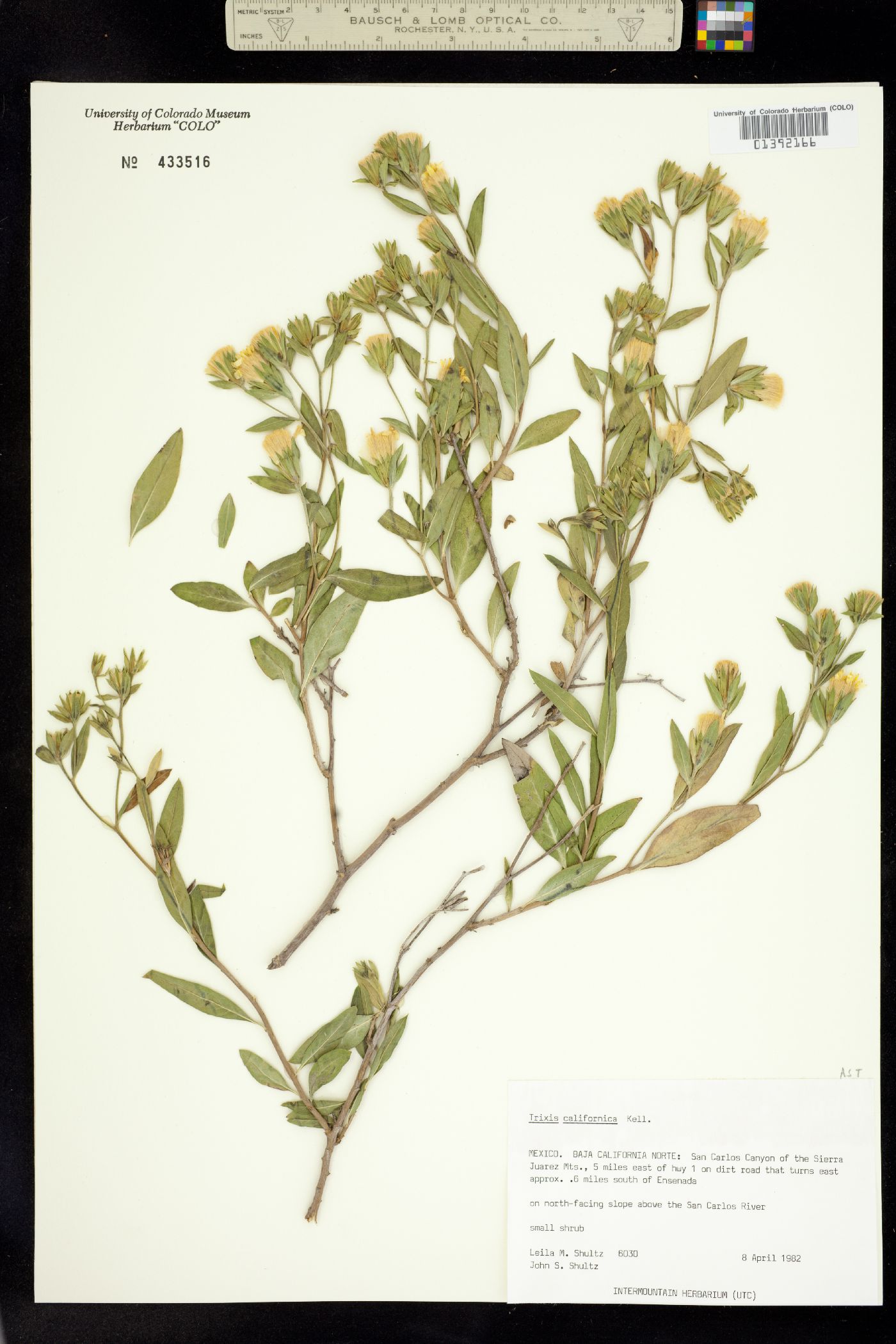 Trixis californica image