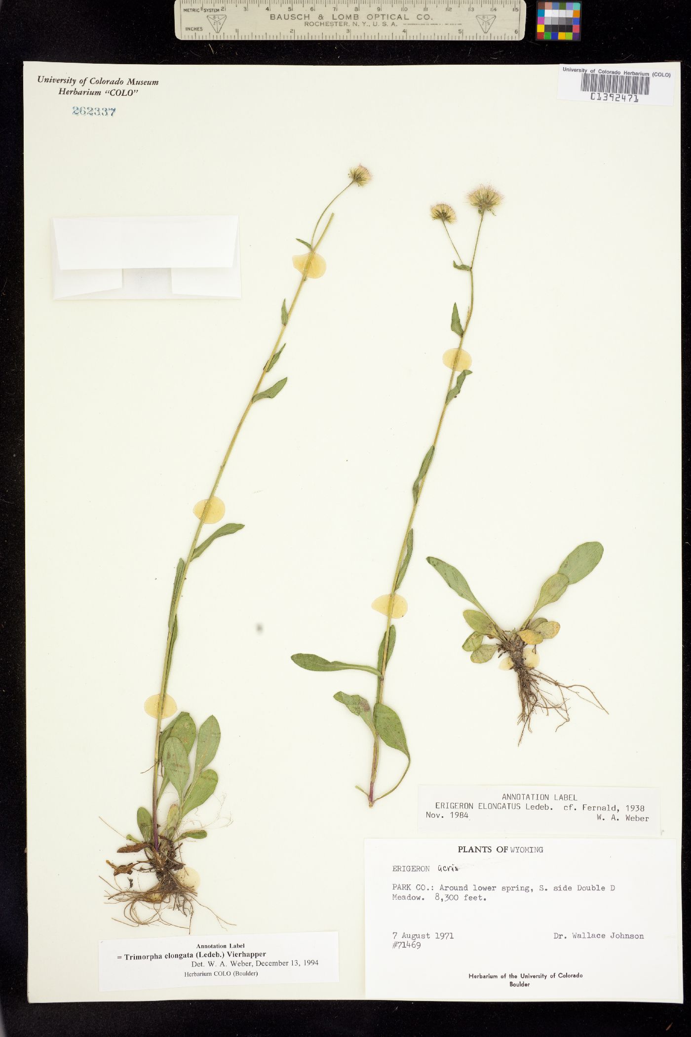 Trimorpha elongata image