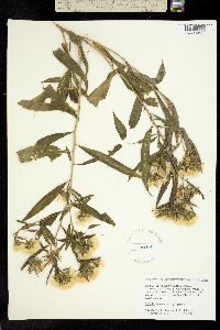 Image of Trixis inula