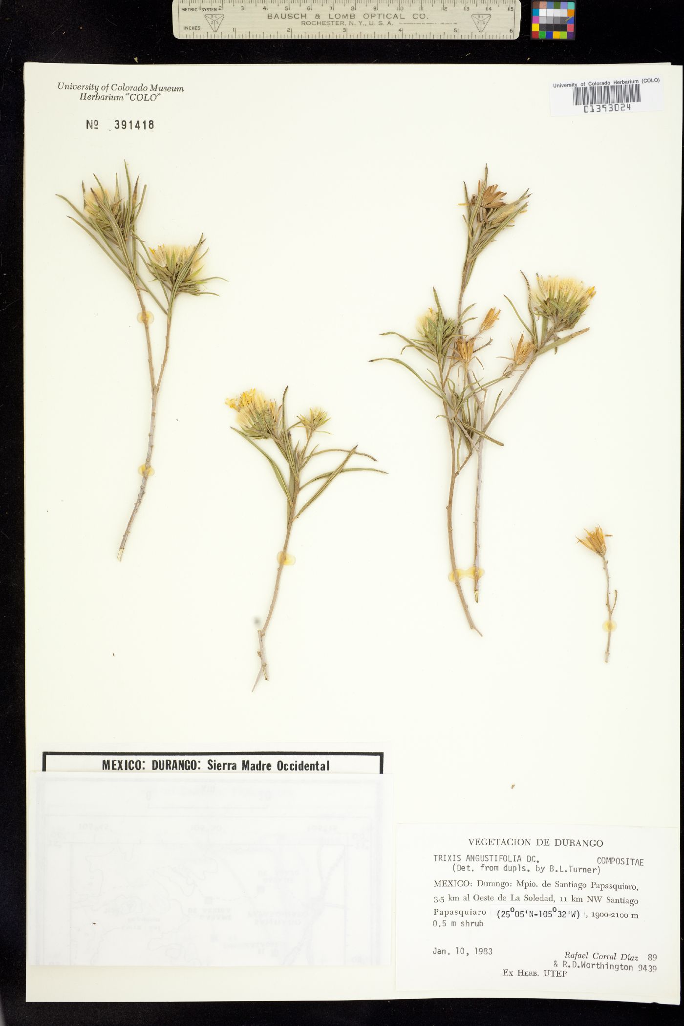 Trixis angustifolia image