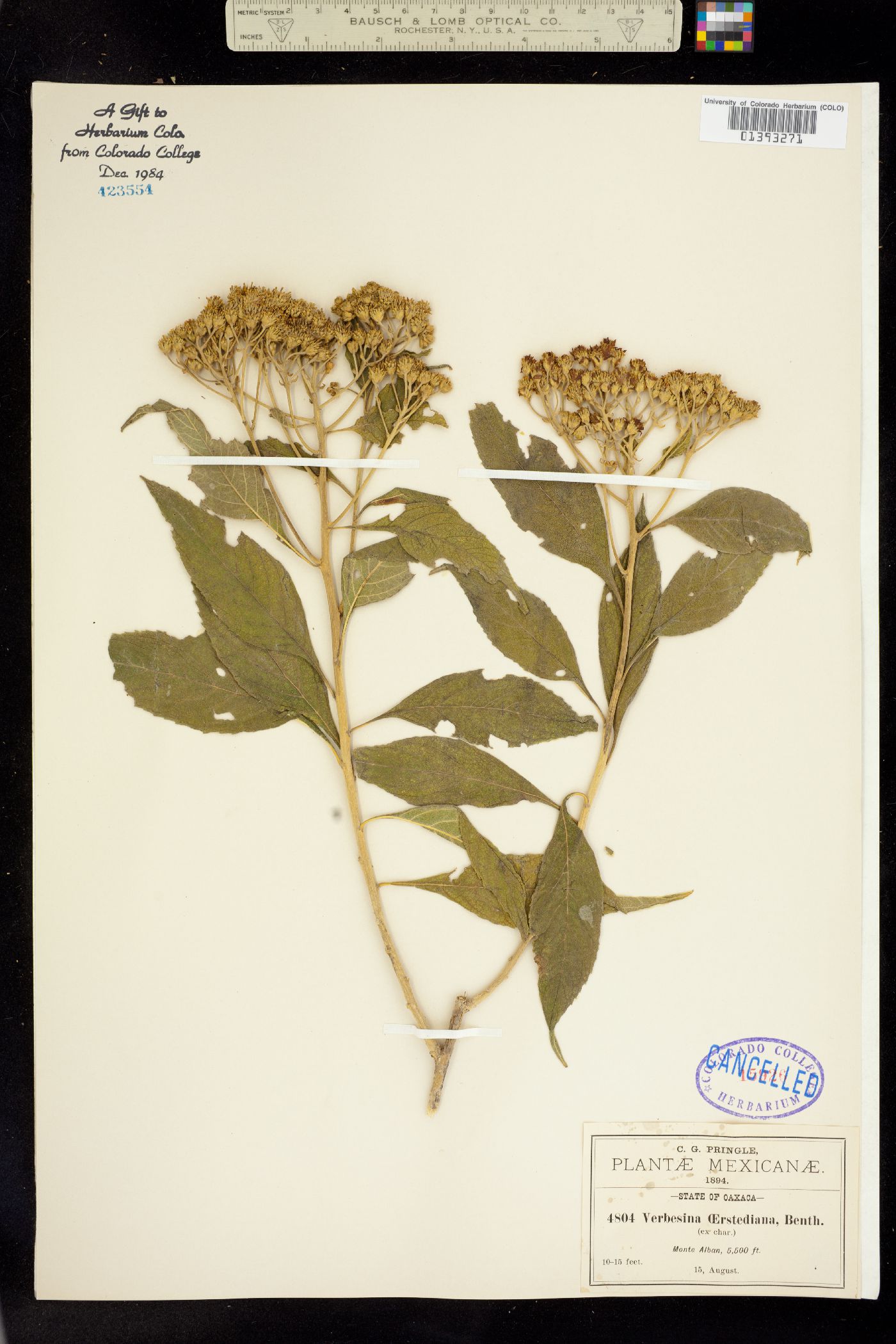 Verbesina oerstediana image