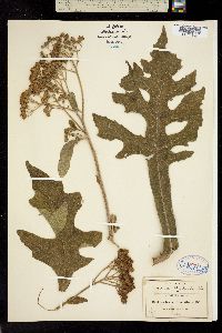Verbesina diversifolia image