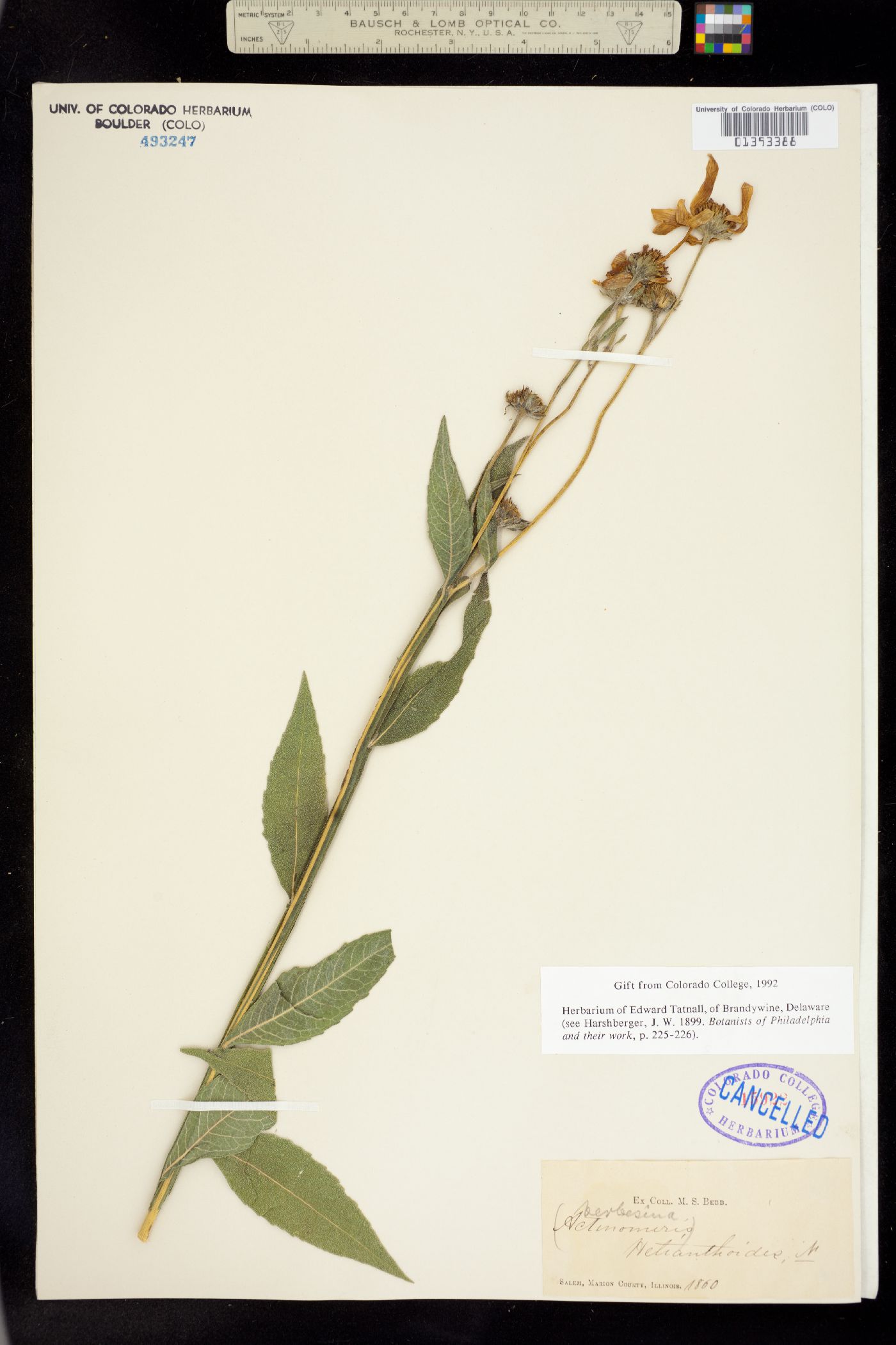 Verbesina helianthoides image