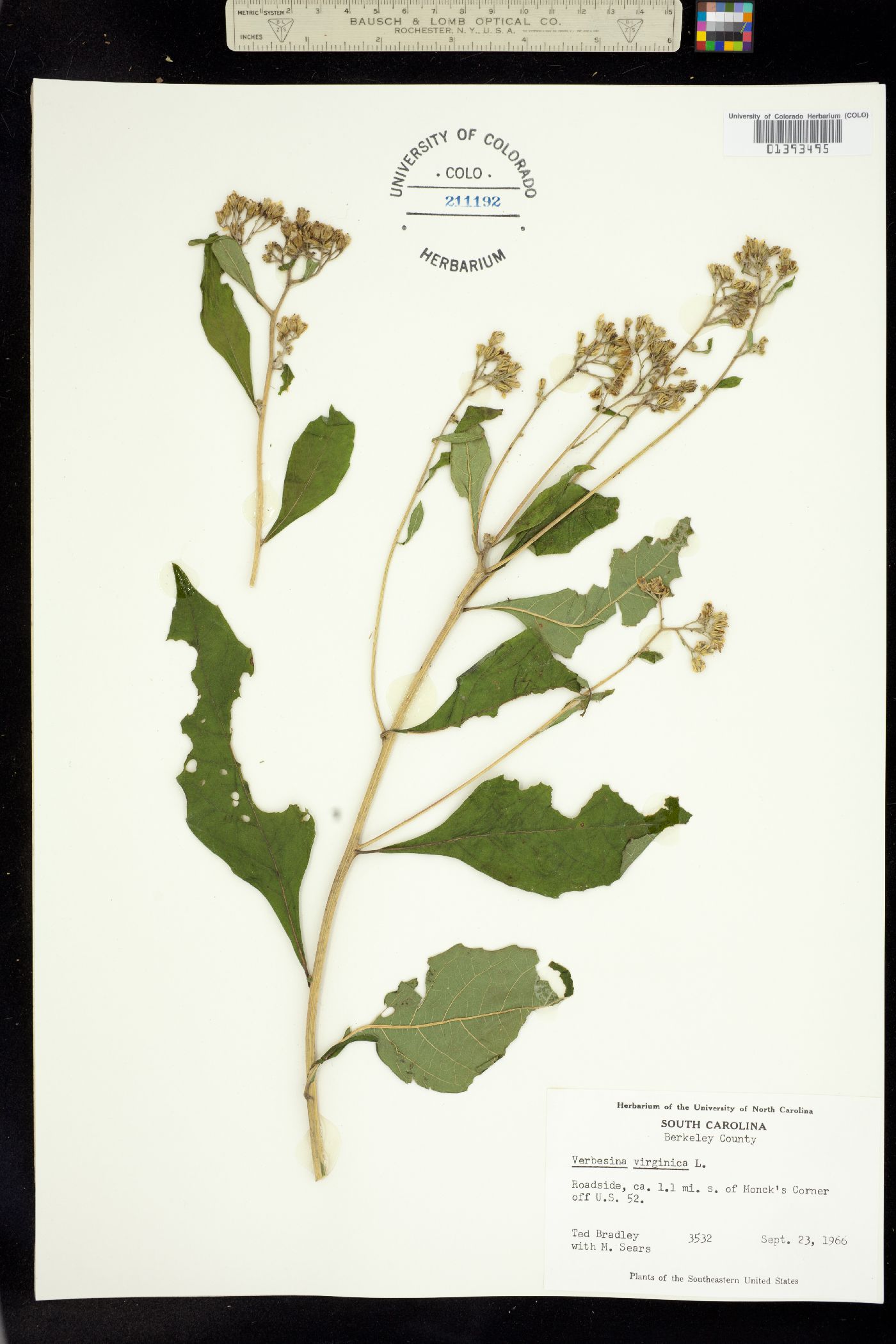 Verbesina virginica image