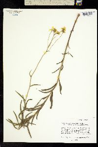 Verbesina parviflora image