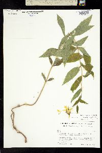 Verbesina longifolia image