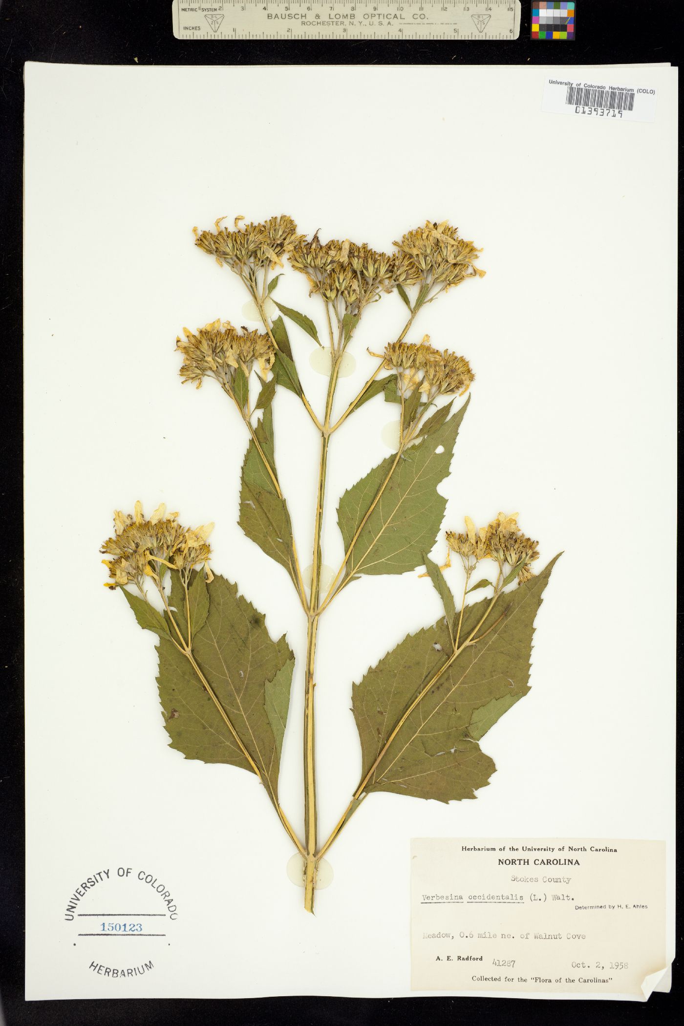 Verbesina occidentalis image