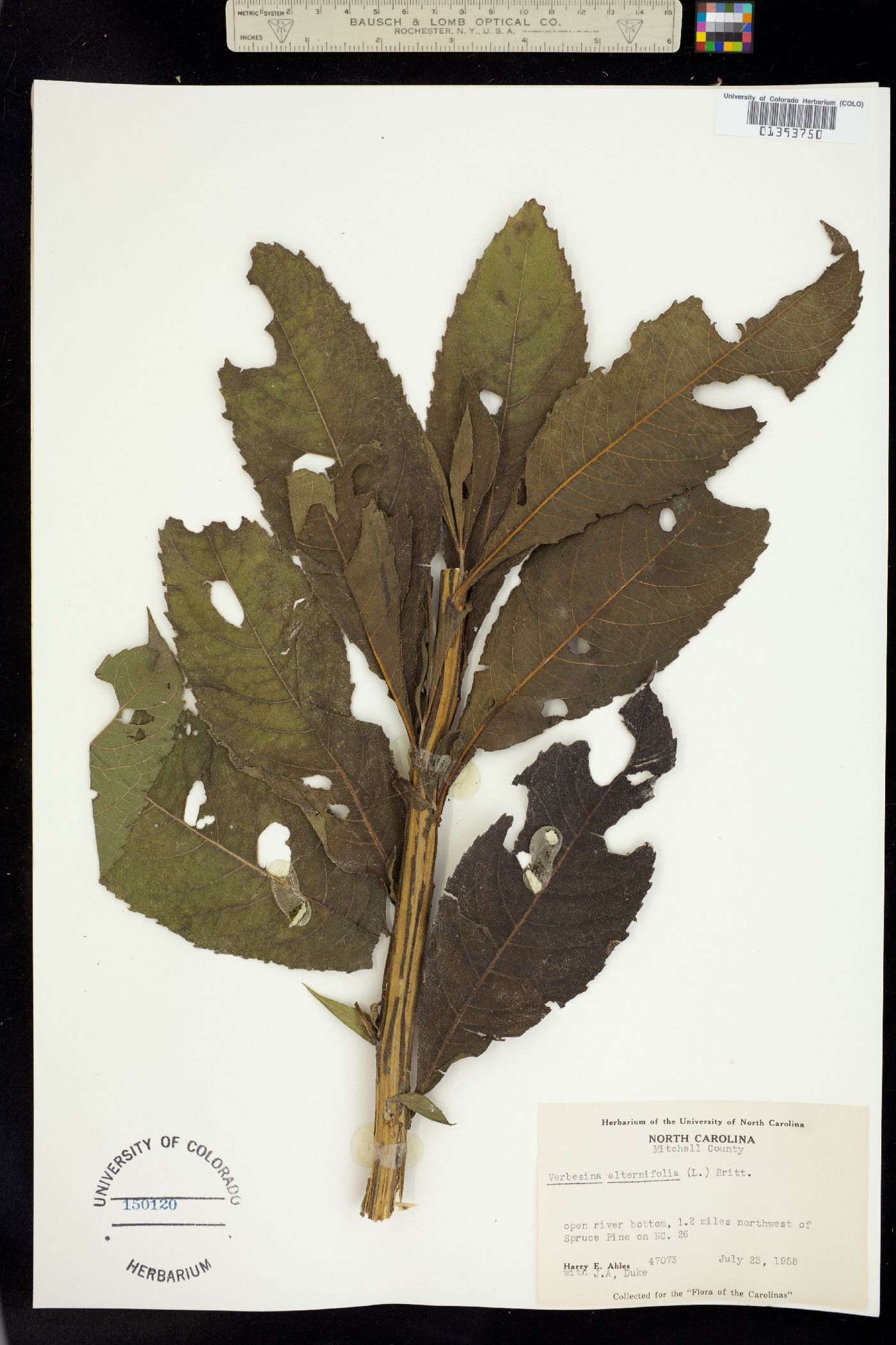 Verbesina alternifolia image