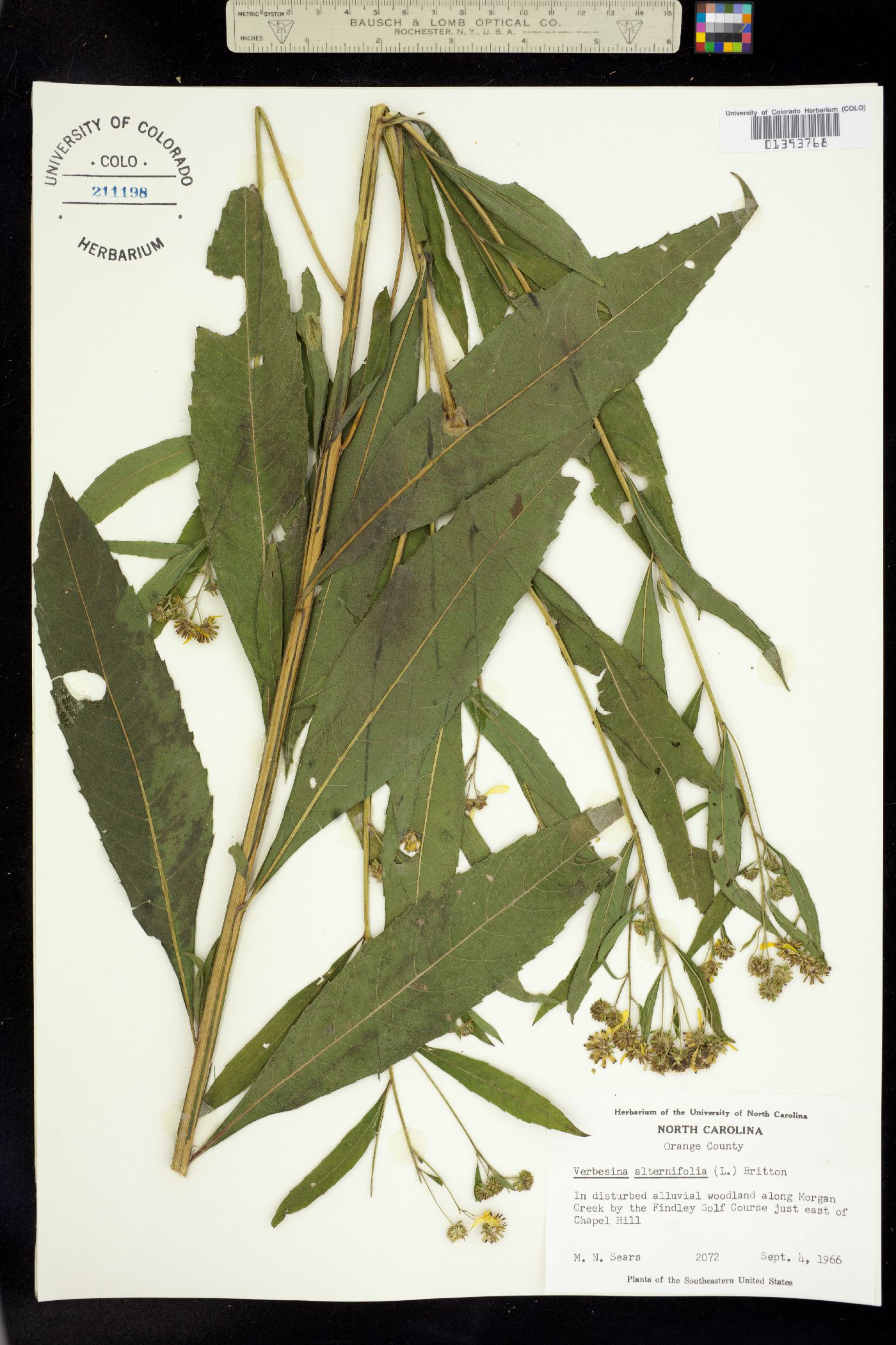 Verbesina alternifolia image