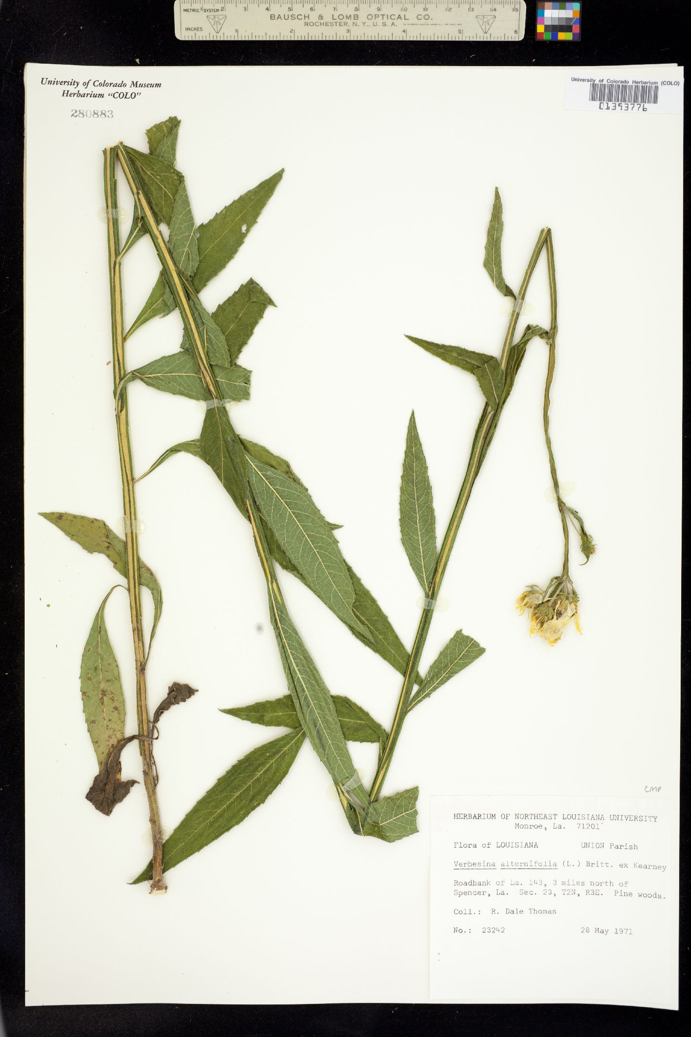 Verbesina alternifolia image