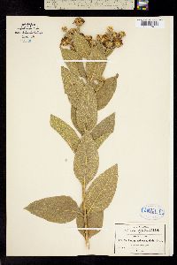Verbesina sphaerocephala image