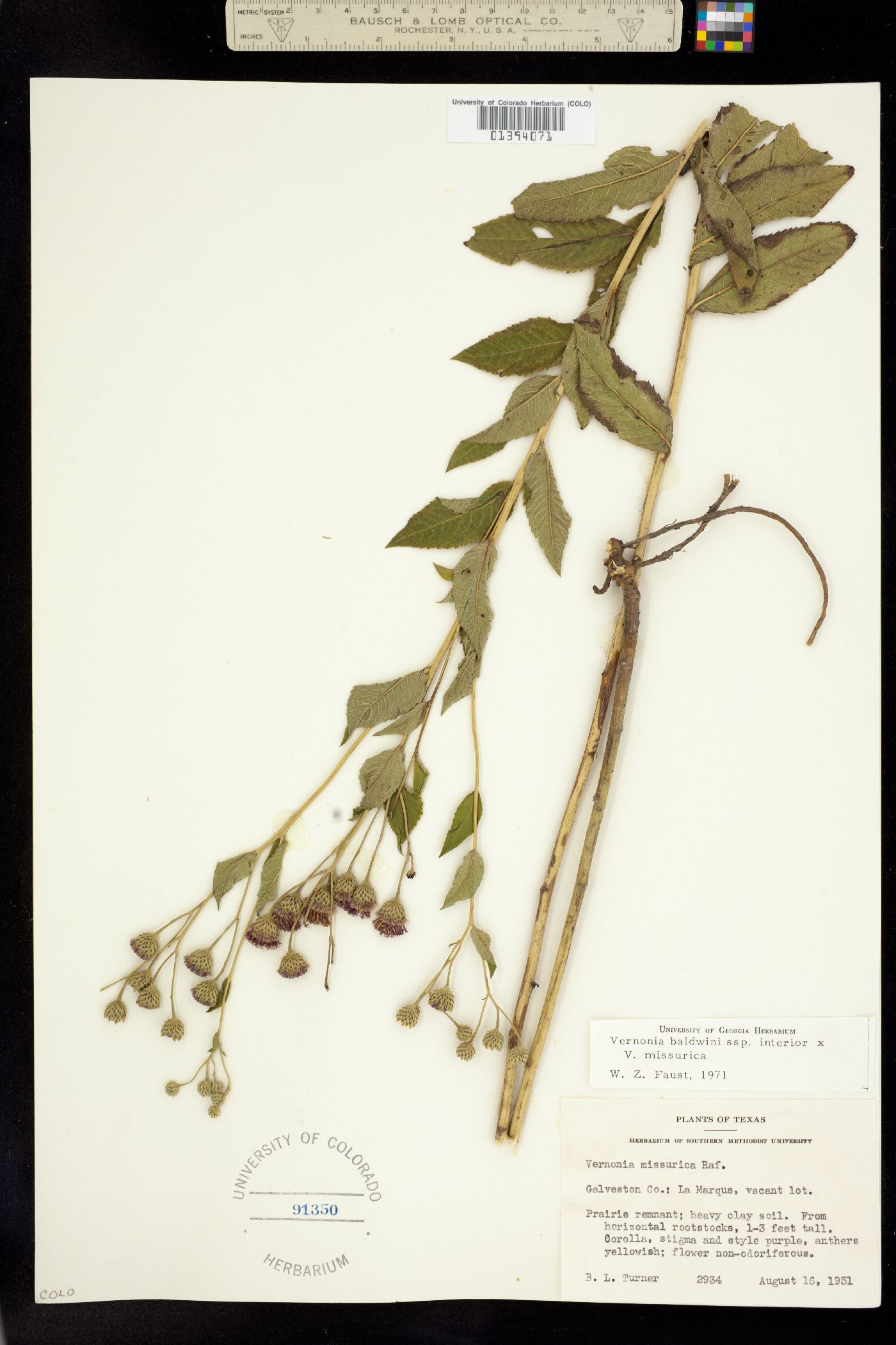 Vernonia baldwinii image