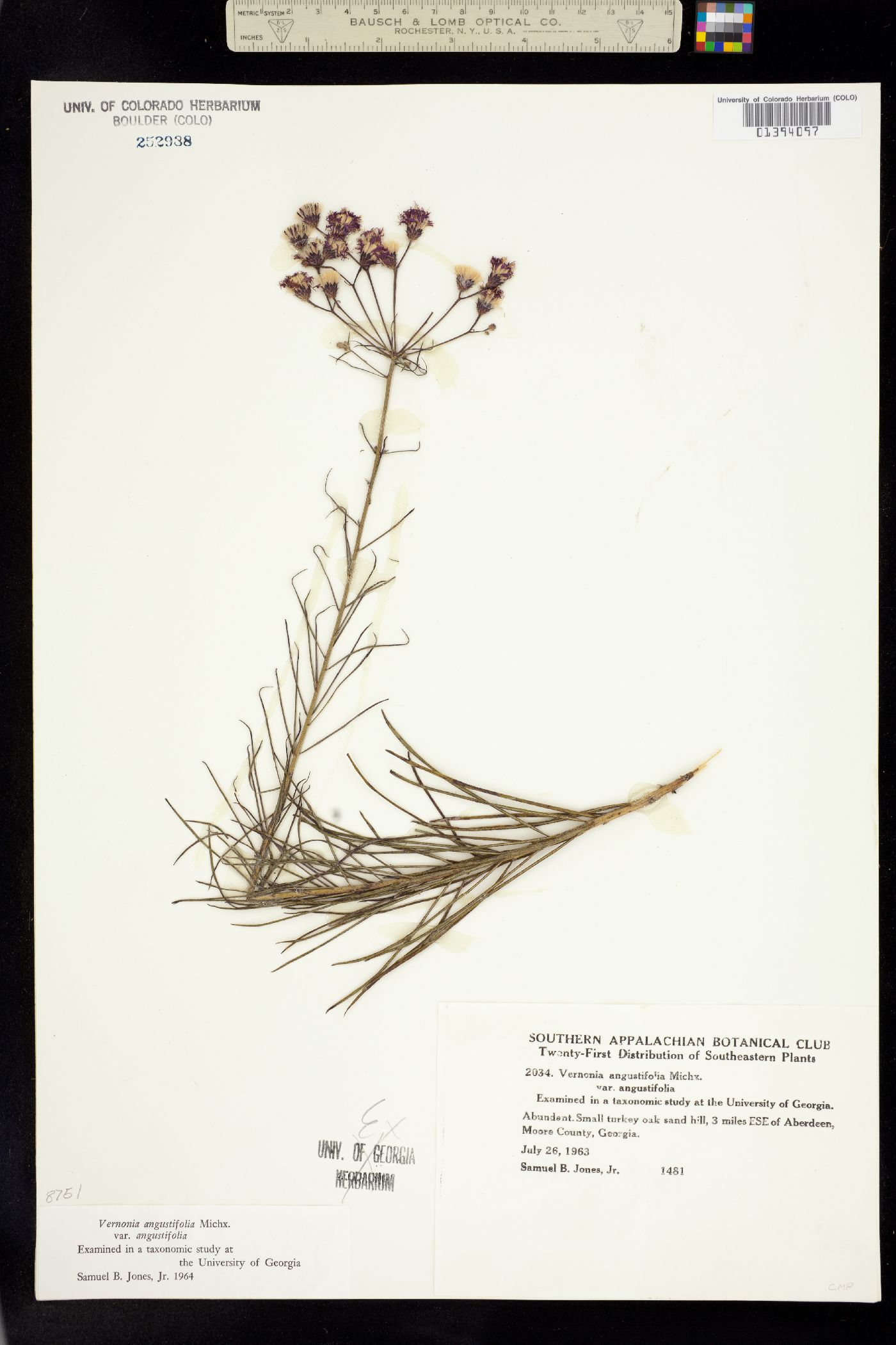 Vernonia angustifolia image