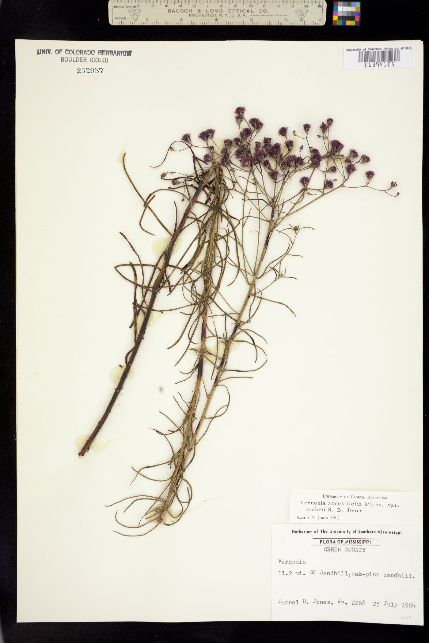 Vernonia angustifolia image