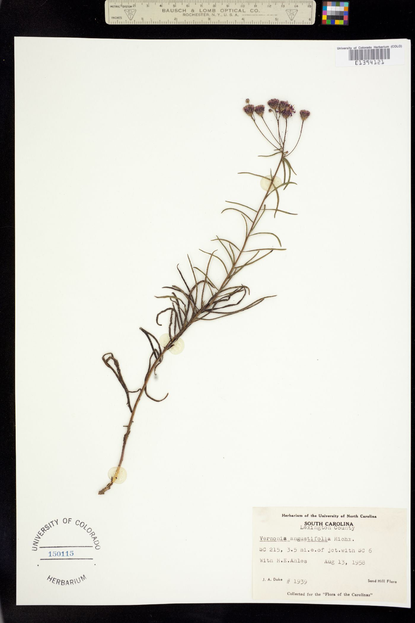 Vernonia angustifolia image