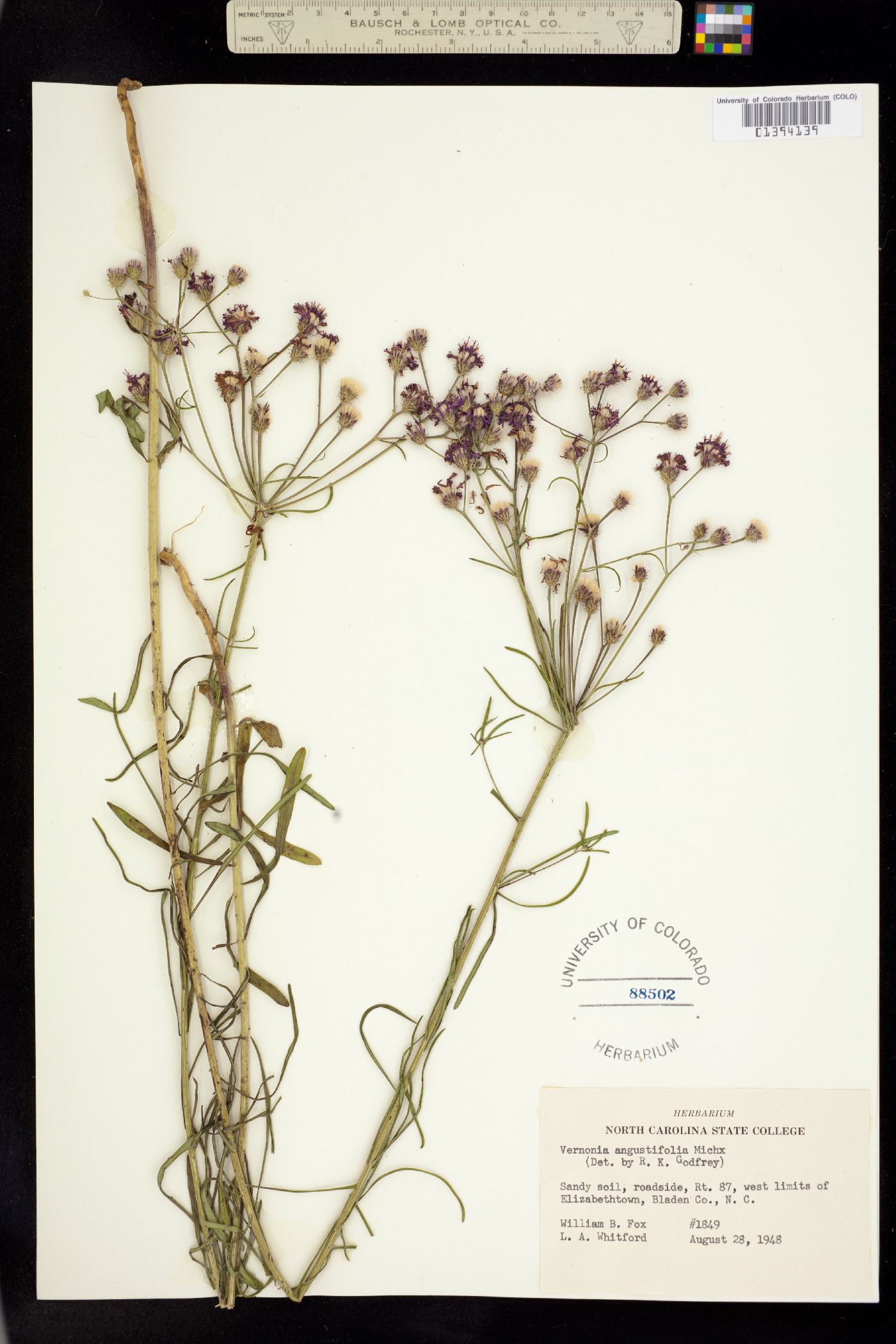 Vernonia angustifolia image