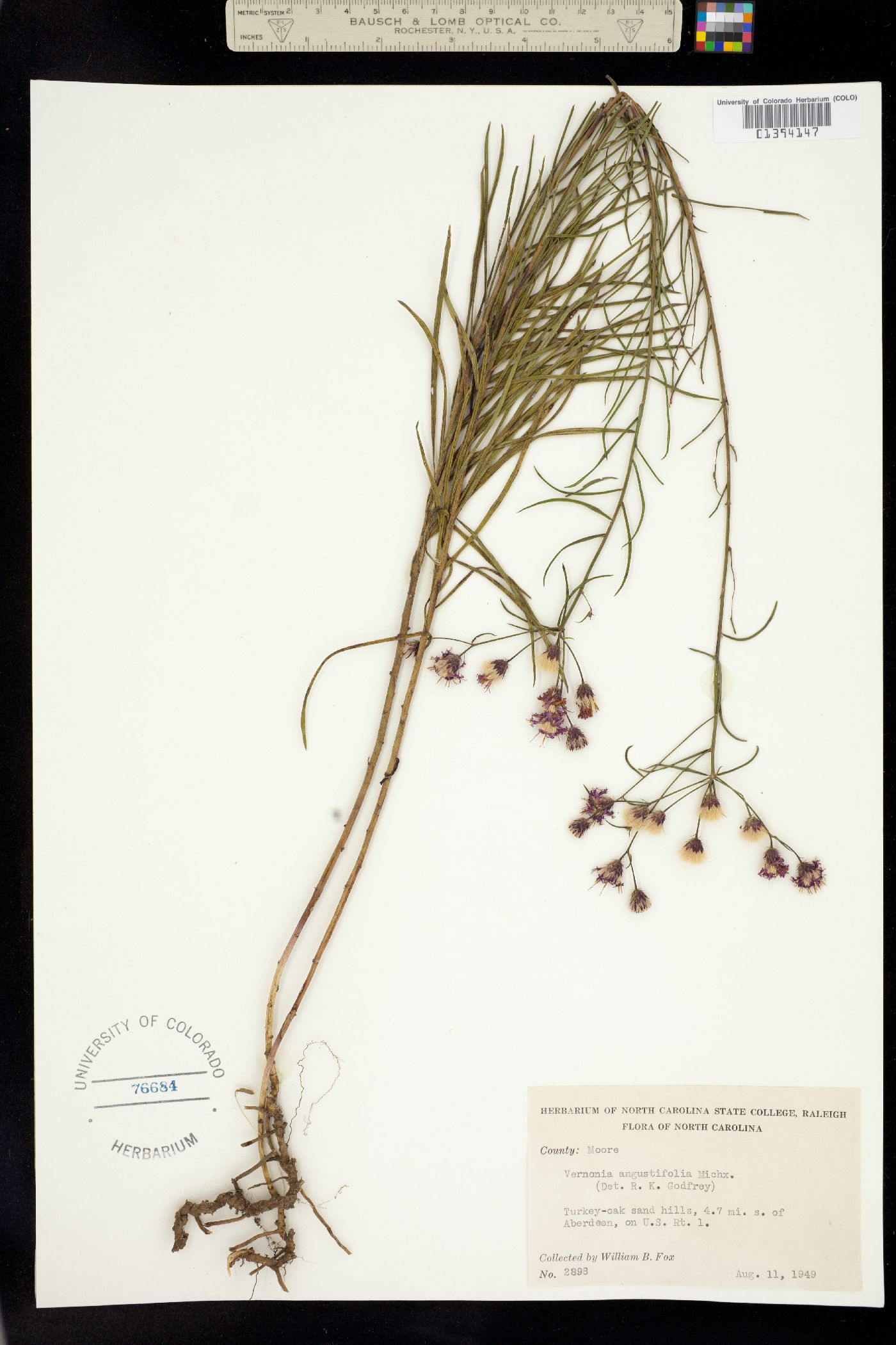 Vernonia angustifolia image