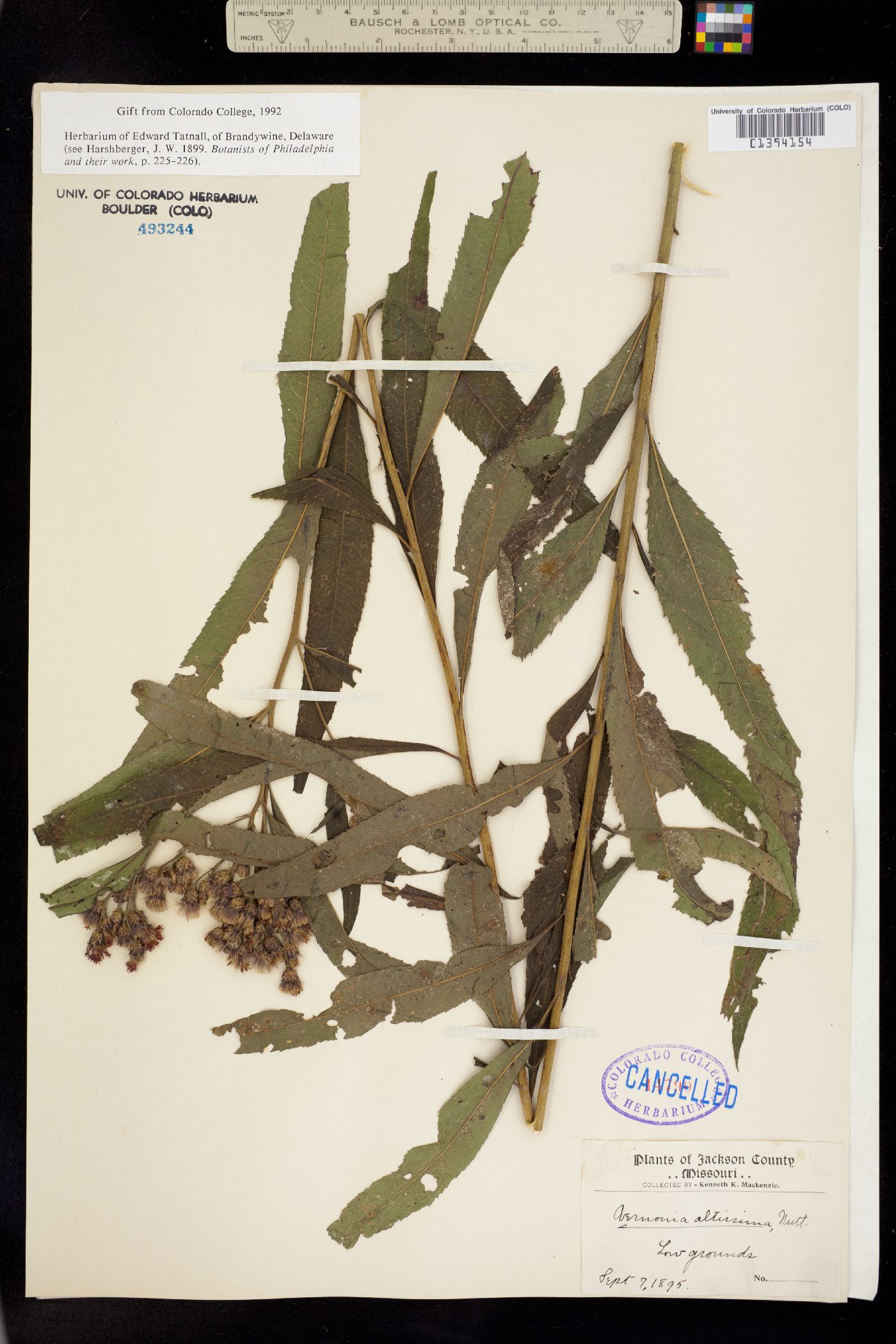 Vernonia gigantea image