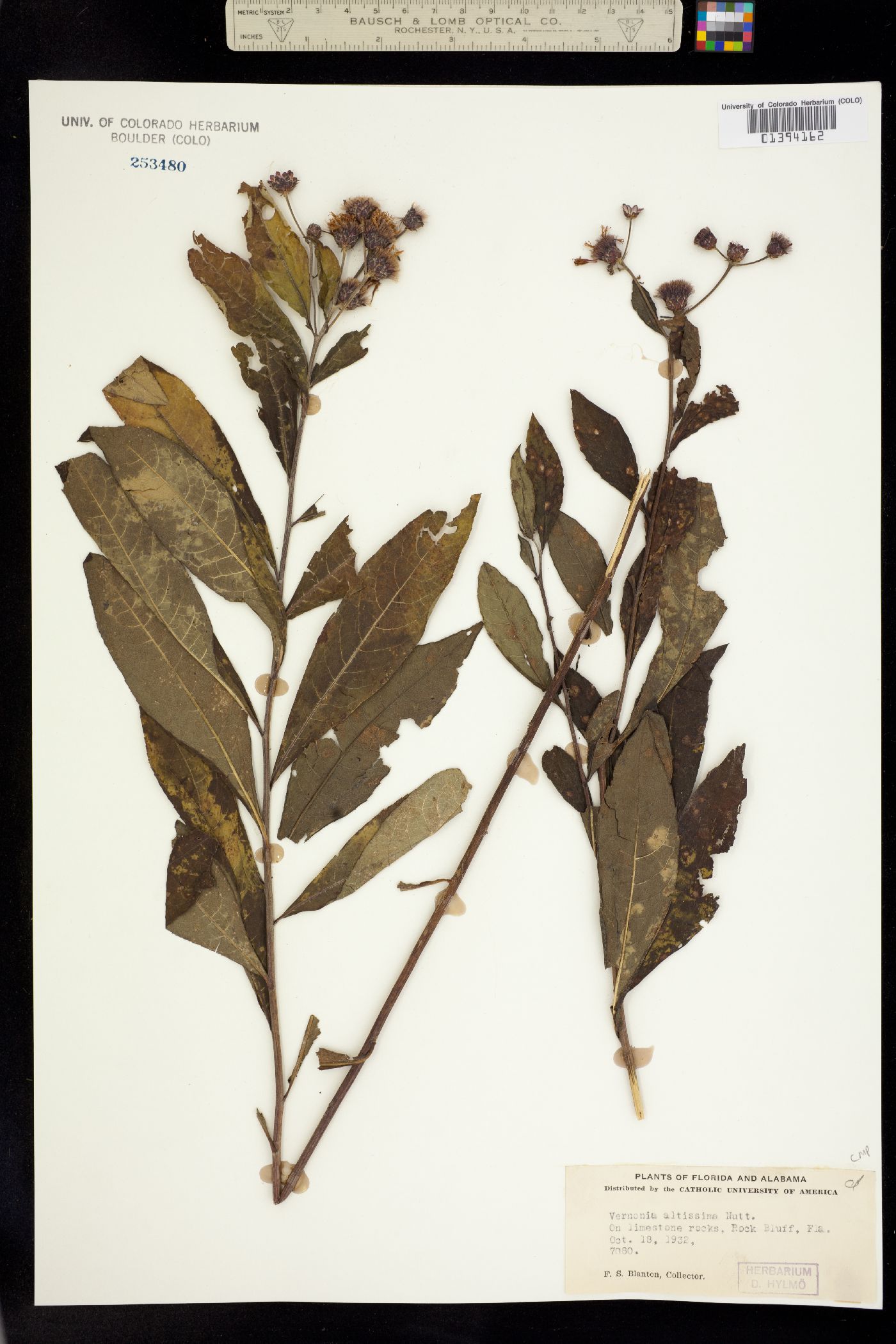 Vernonia gigantea image