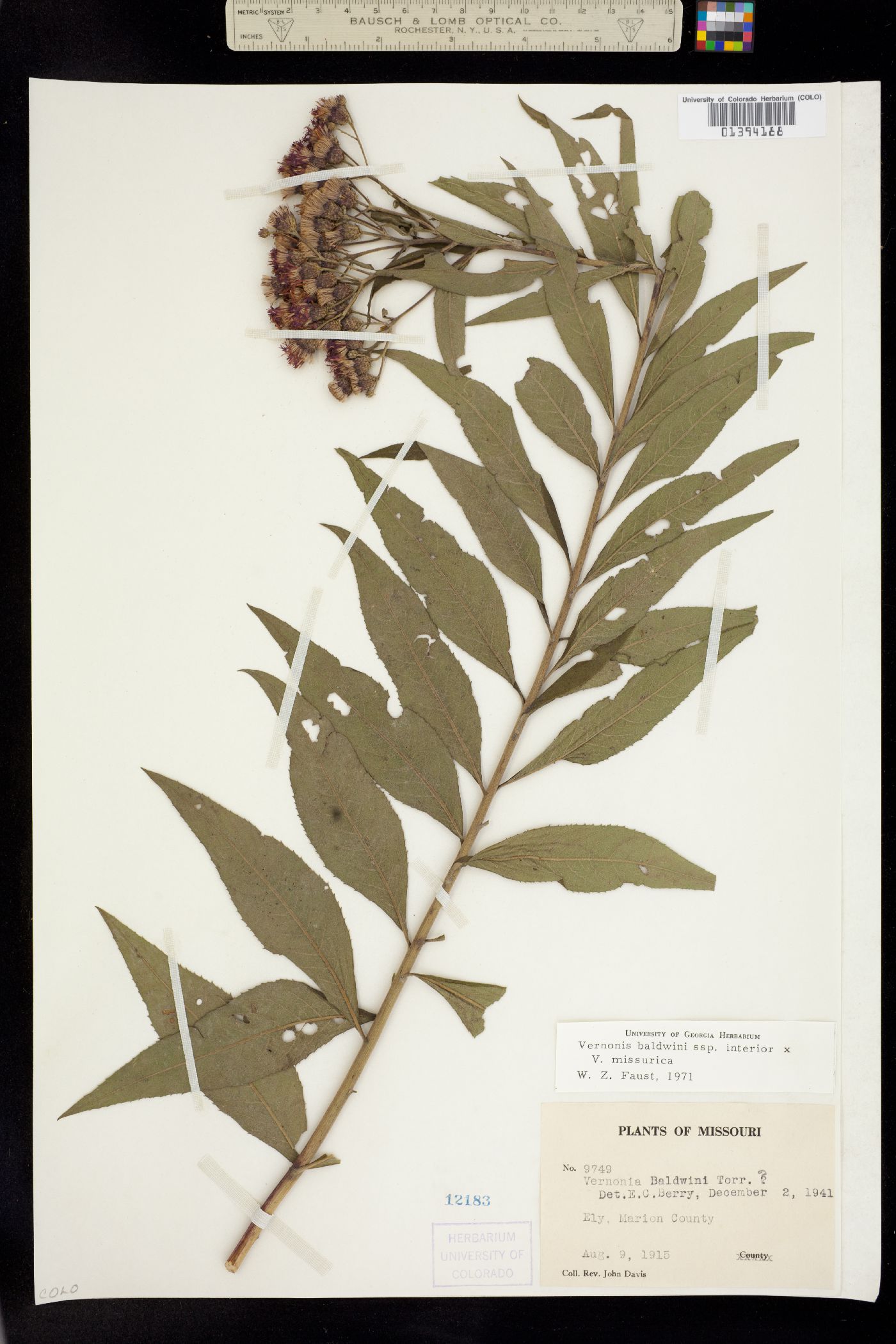 Vernonia baldwinii image