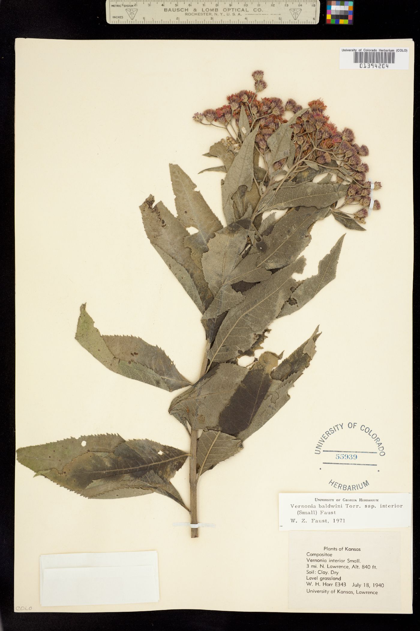 Vernonia baldwinii image