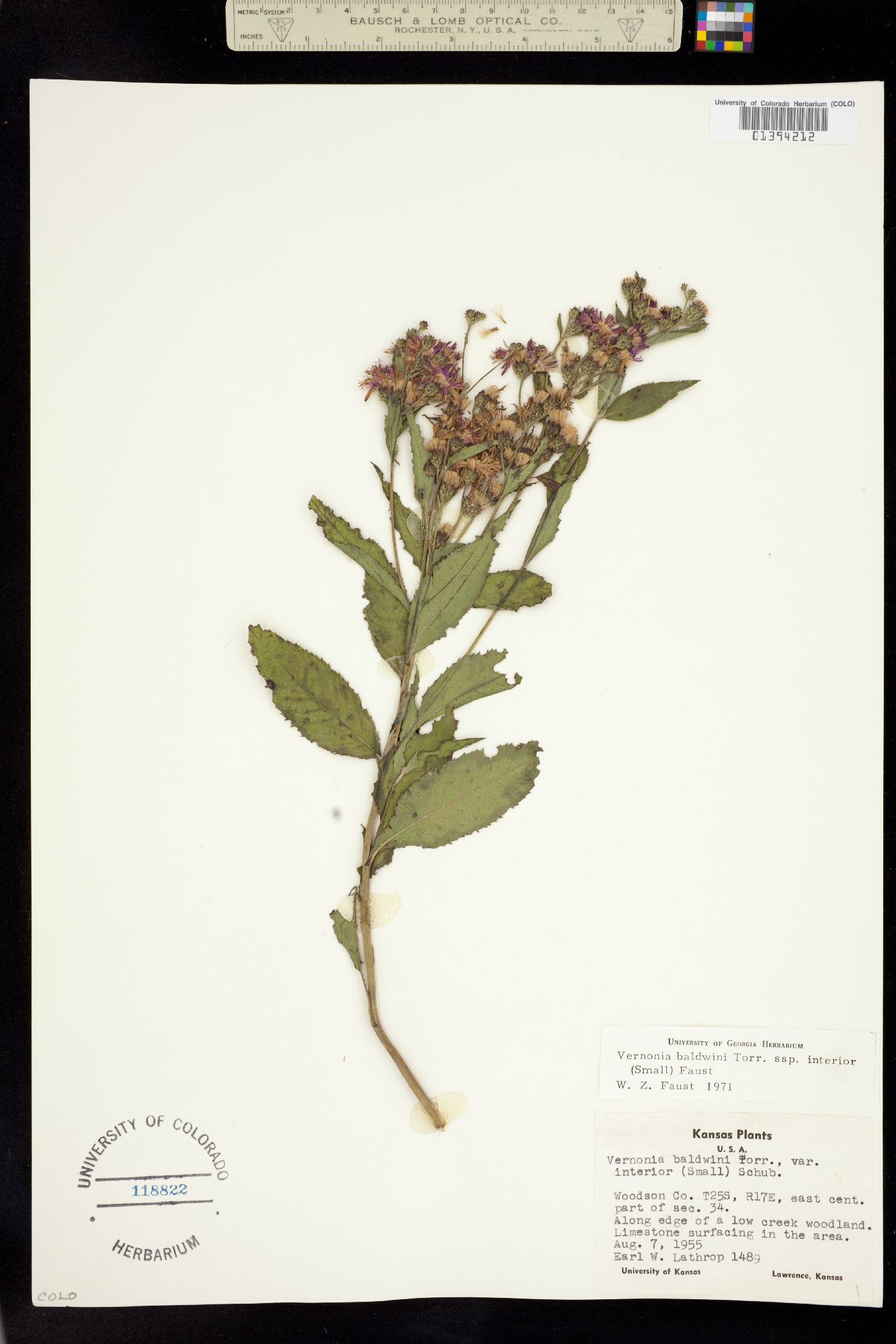 Vernonia baldwinii image