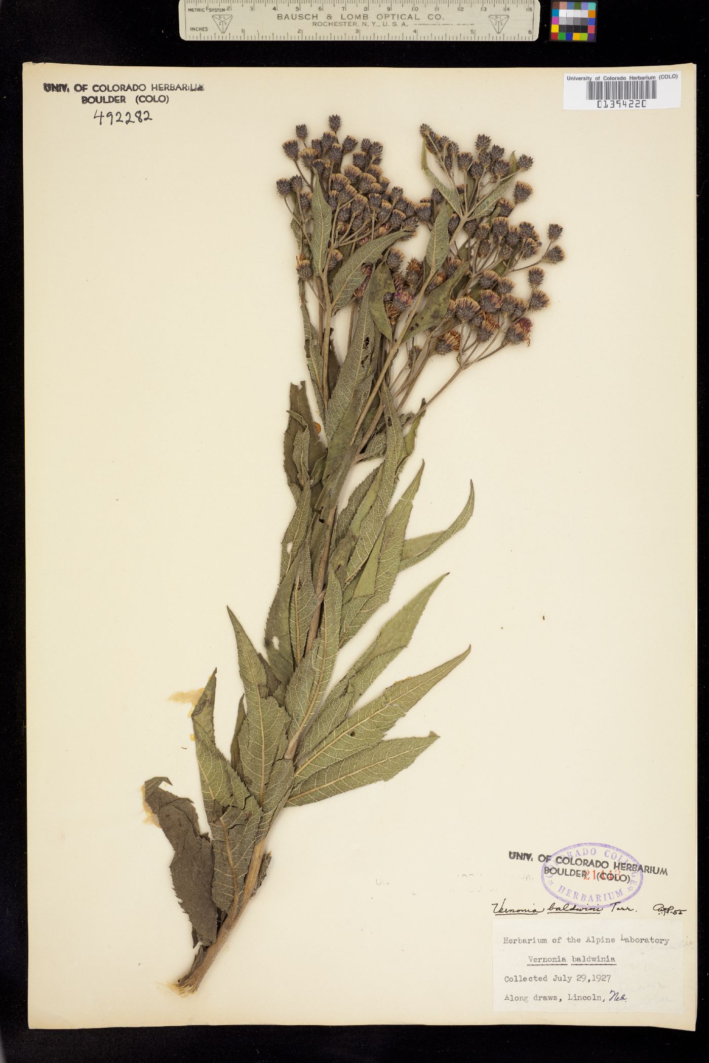 Vernonia baldwinii image