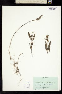 Image of Vernonia flaccidifolia