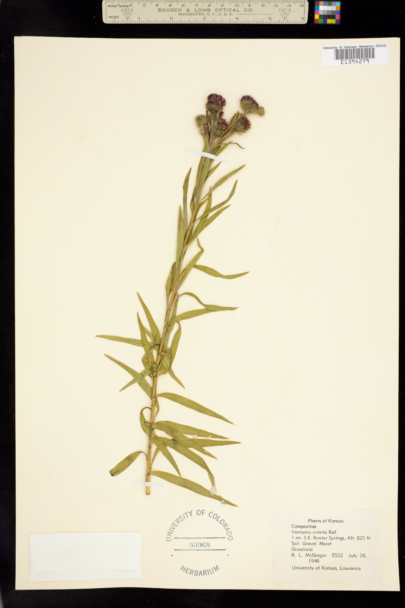 Vernonia arkansana image