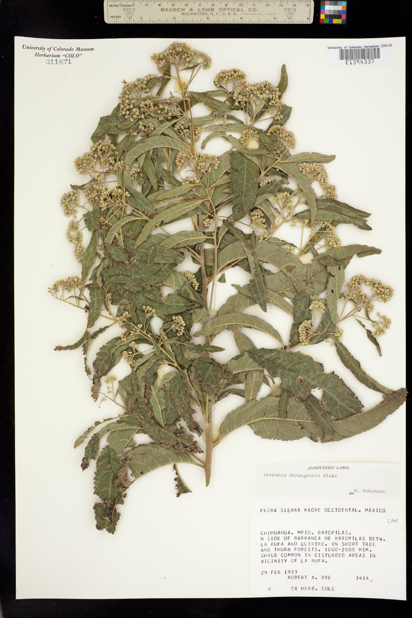 Vernonia durangensis image