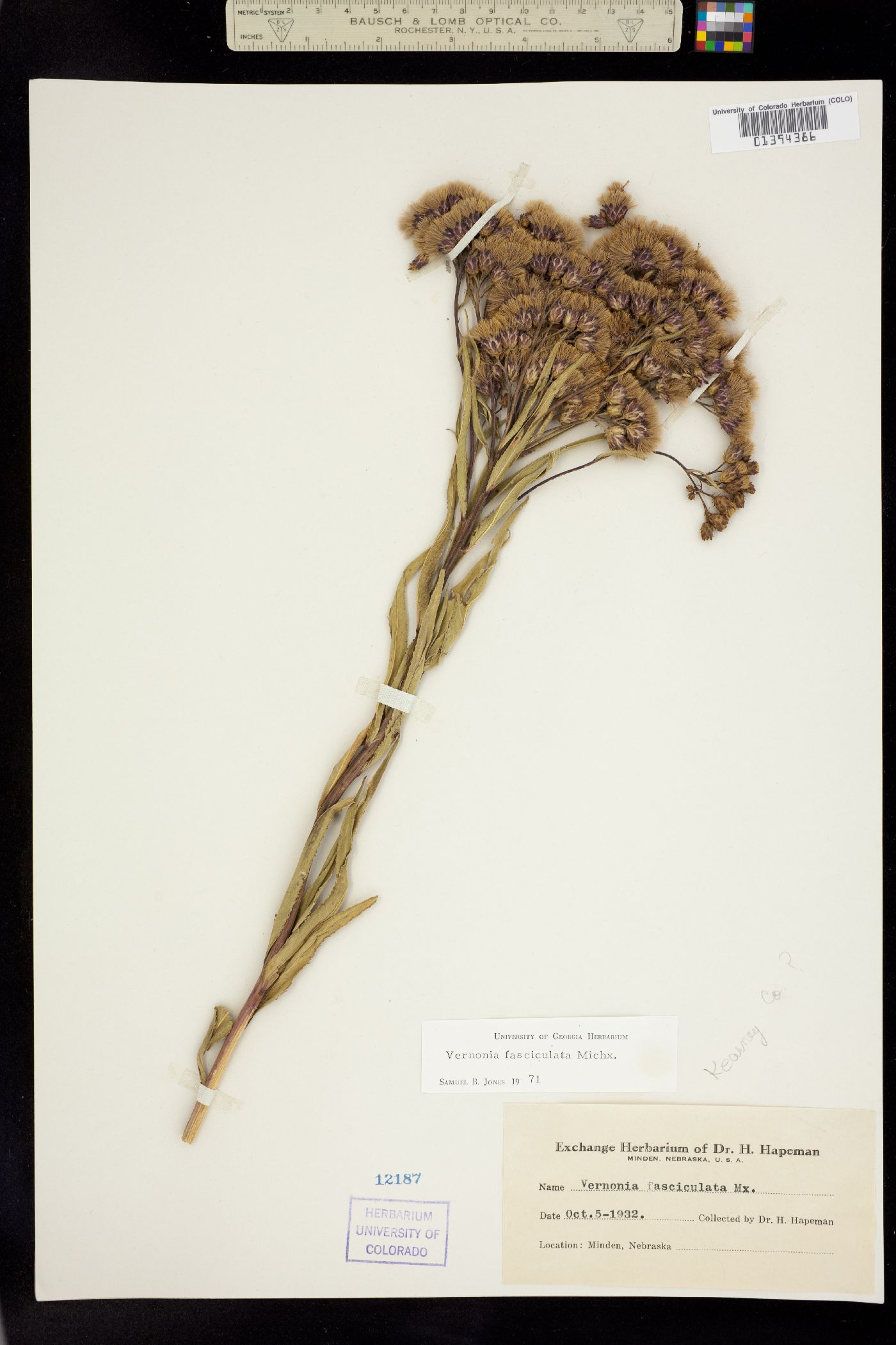 Vernonia fasciculata image