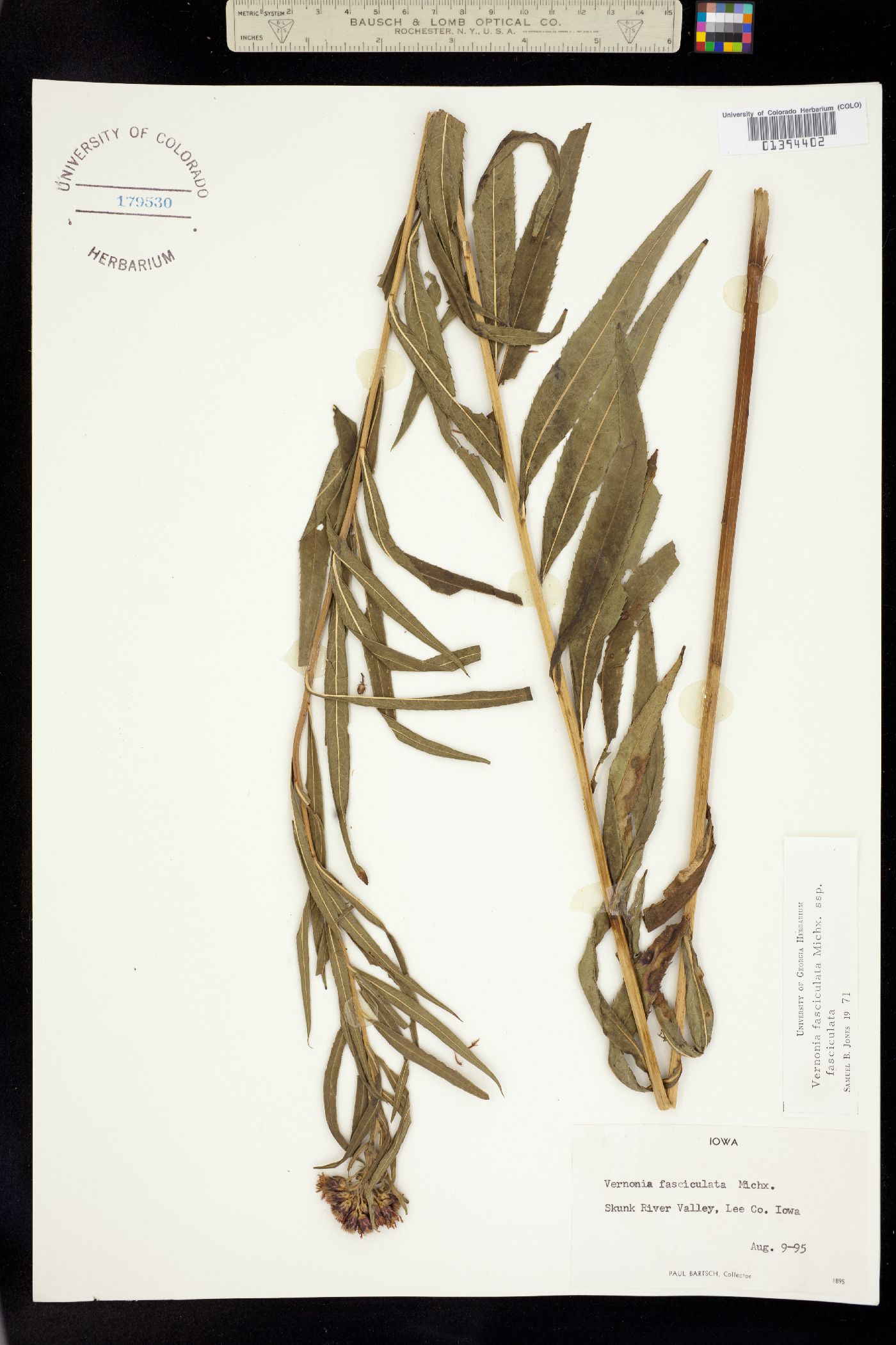 Vernonia fasciculata image