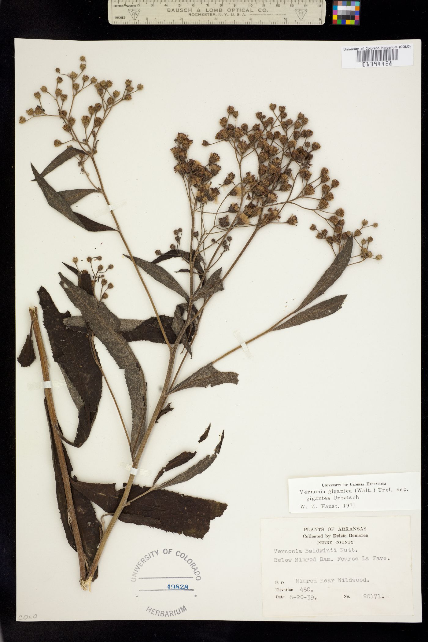 Vernonia gigantea image